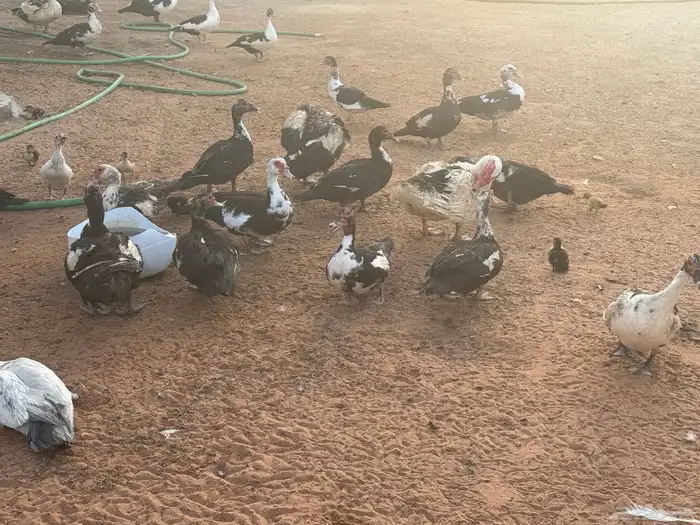 بط مسكوفي وبري وحمام للبيع بالخرج حياكم 10
