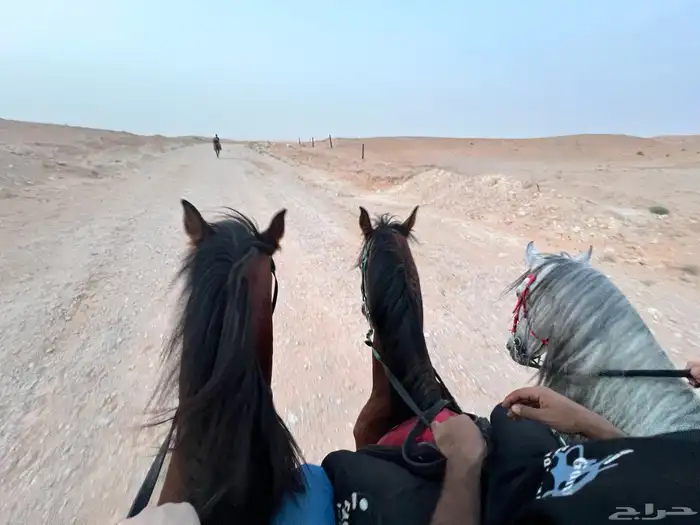 ايواء تدريب عسف خيل 8