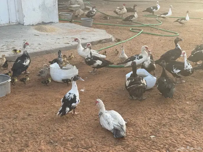 بط مسكوفي وبري وحمام للبيع بالخرج حياكم 7
