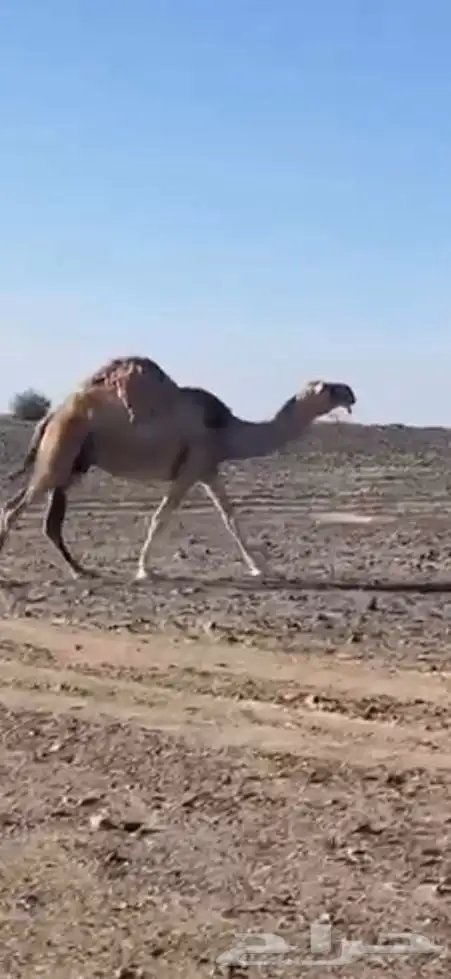 ناقه خلفه منوت القناي 0
