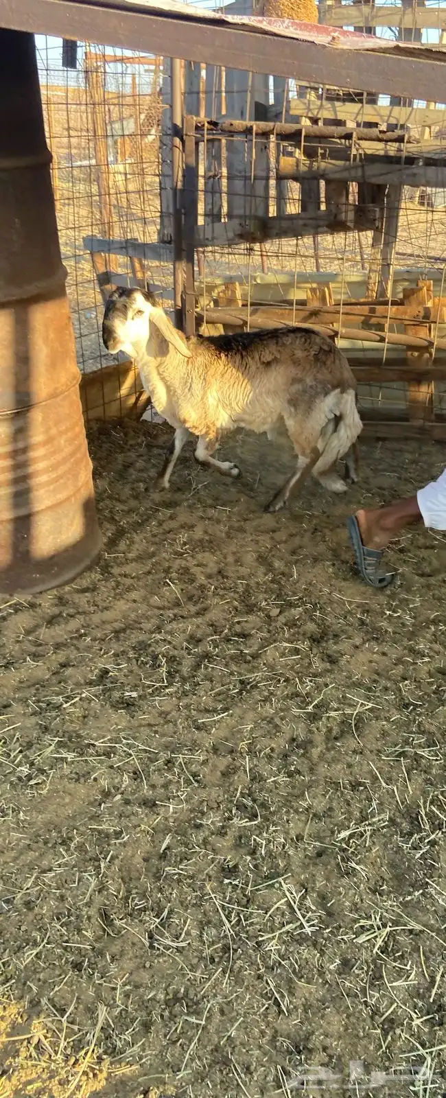 اضاحي. يوجد ذبح وتوصيل. 4