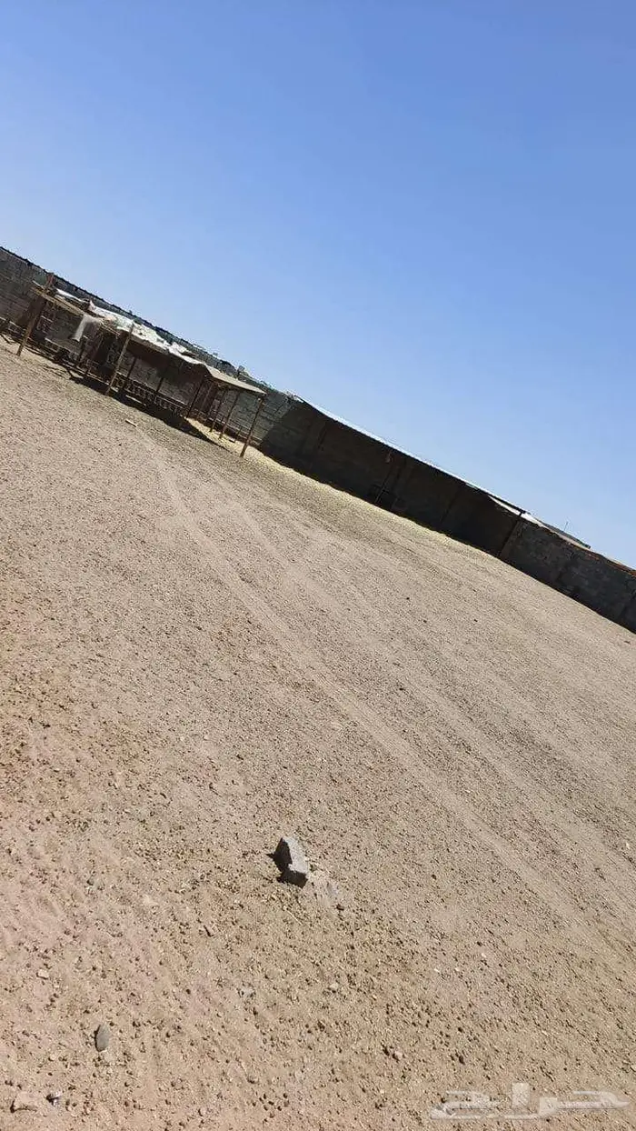 غنم حوش ايجار بالمدينة المنورة 9