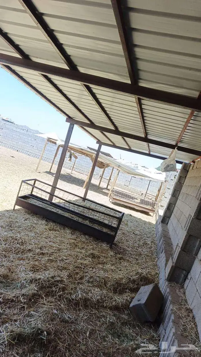 غنم حوش ايجار بالمدينة المنورة 6
