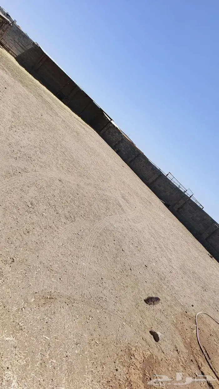 غنم حوش ايجار بالمدينة المنورة 5