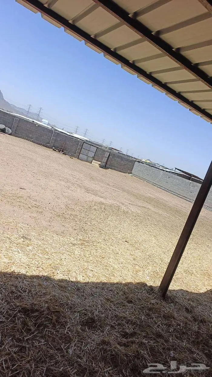 غنم حوش ايجار بالمدينة المنورة 2