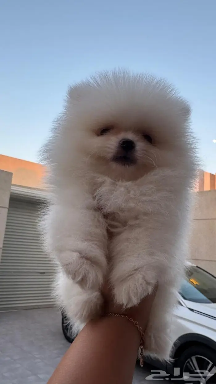 ميني بومرينيان 3