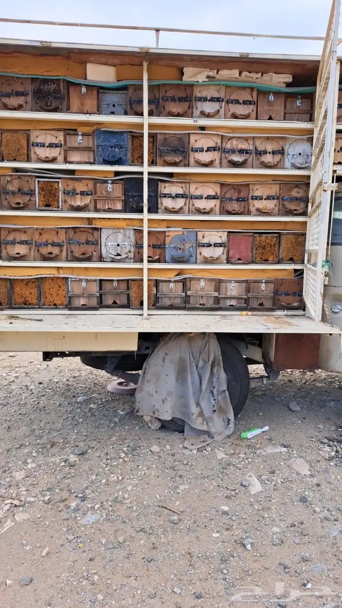 عسل سمره طبيعي طازج بشمع 100   انتاج هذا الاسبوع 0