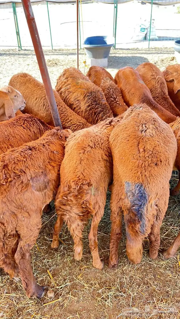 سواكني تربية خاصة 4