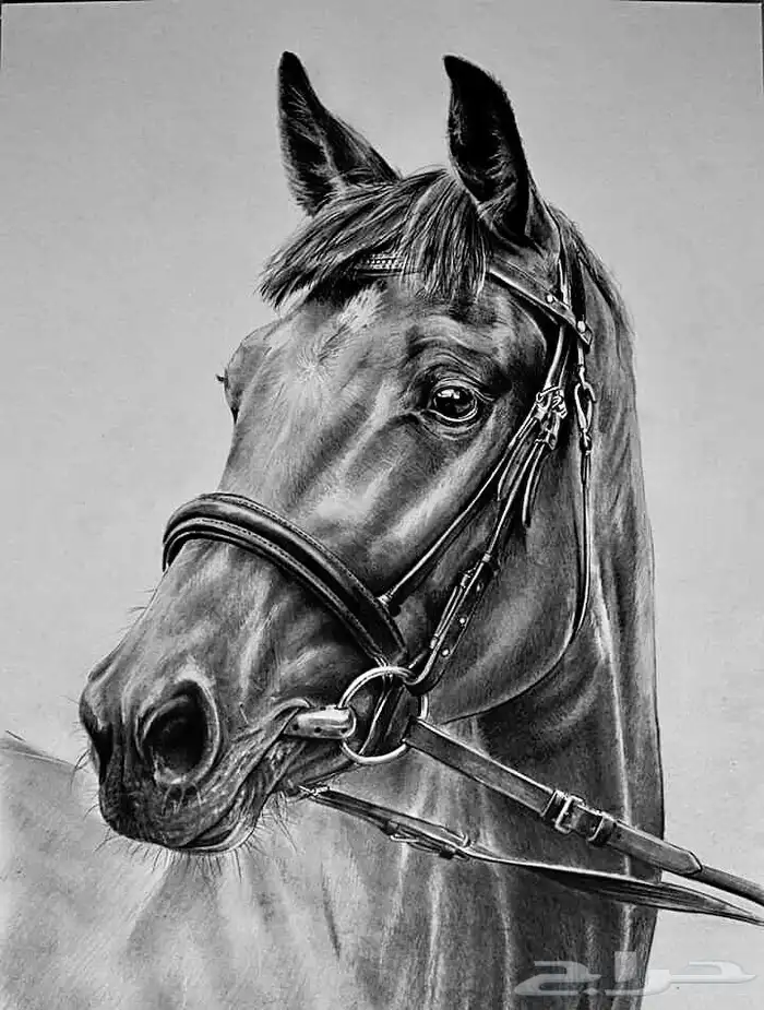 رسم حسب الطلب 0