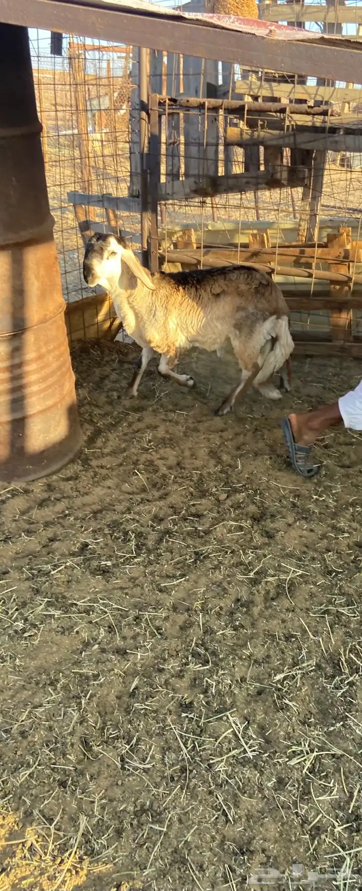 اضاحي طليان ورخال يوجد ذبح وتوصيل. 6