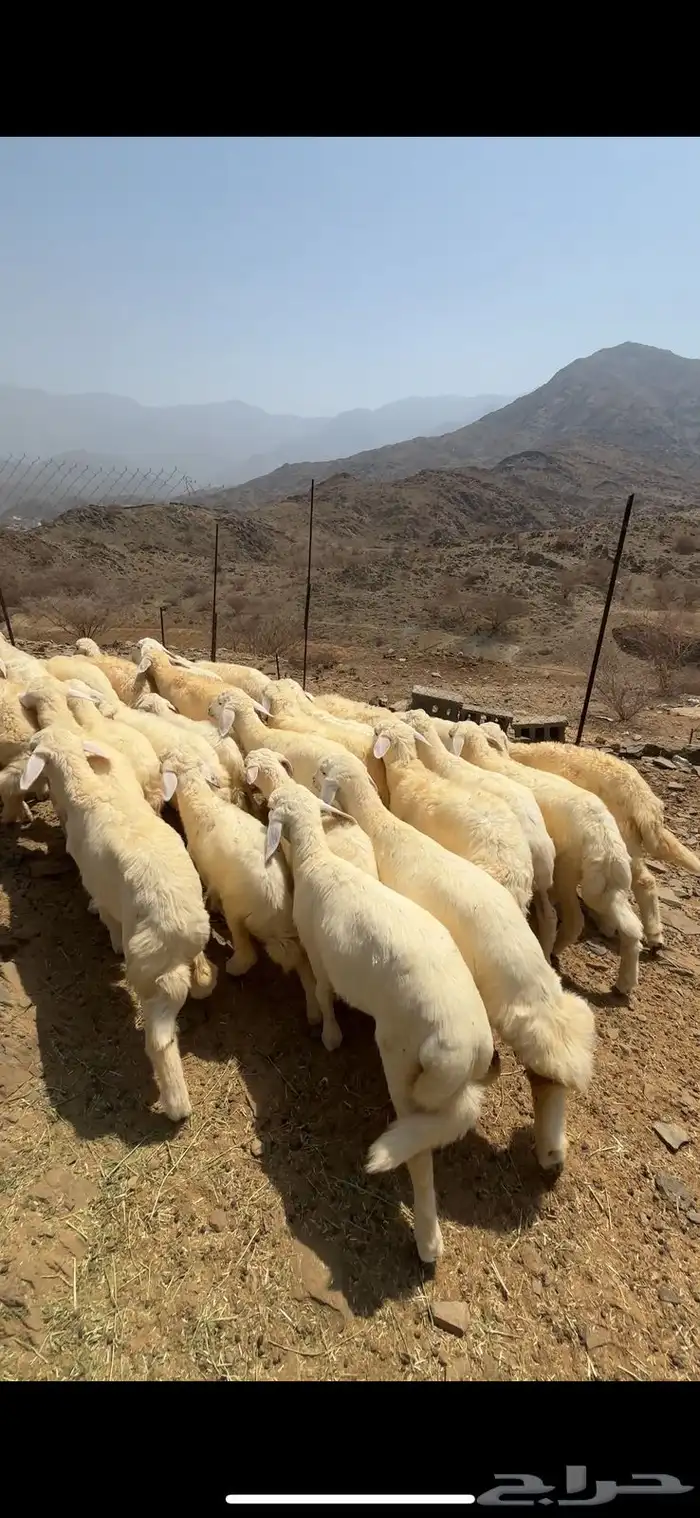 طليان 0