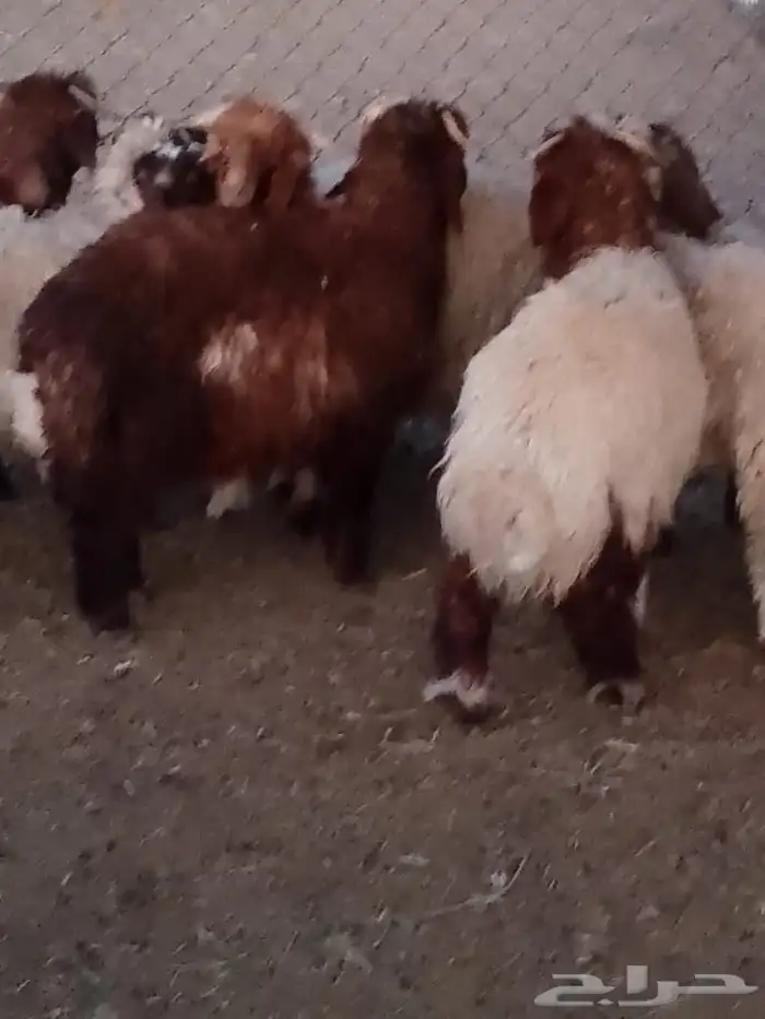 خرفان نعيم 4