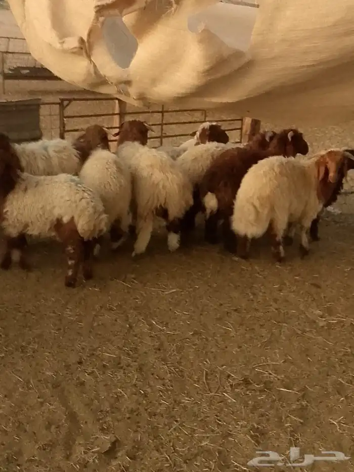 خرفان نعيم 0