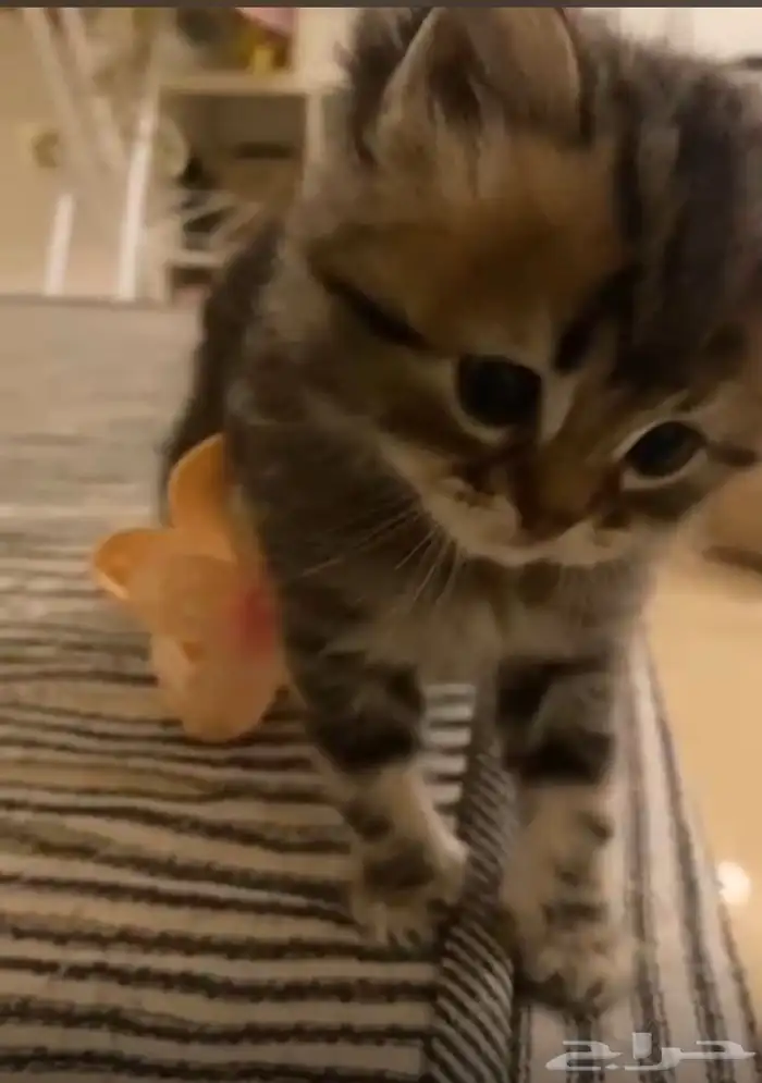 قطتين لتبني 1