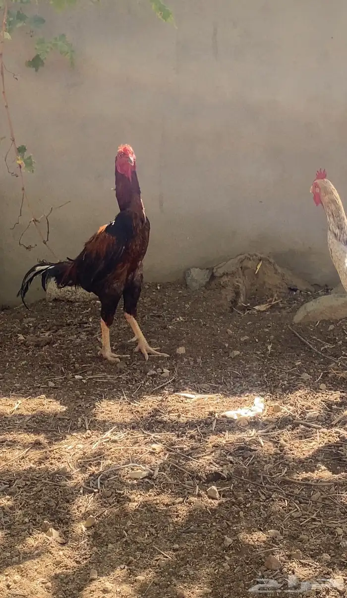 اربع ذكران باكستاني للبيع 0