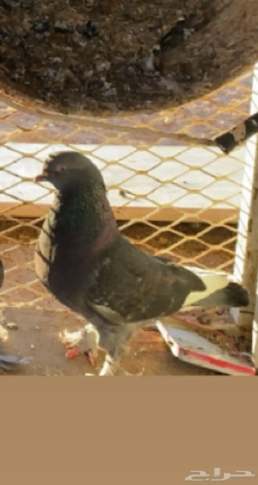للبيع 200 2