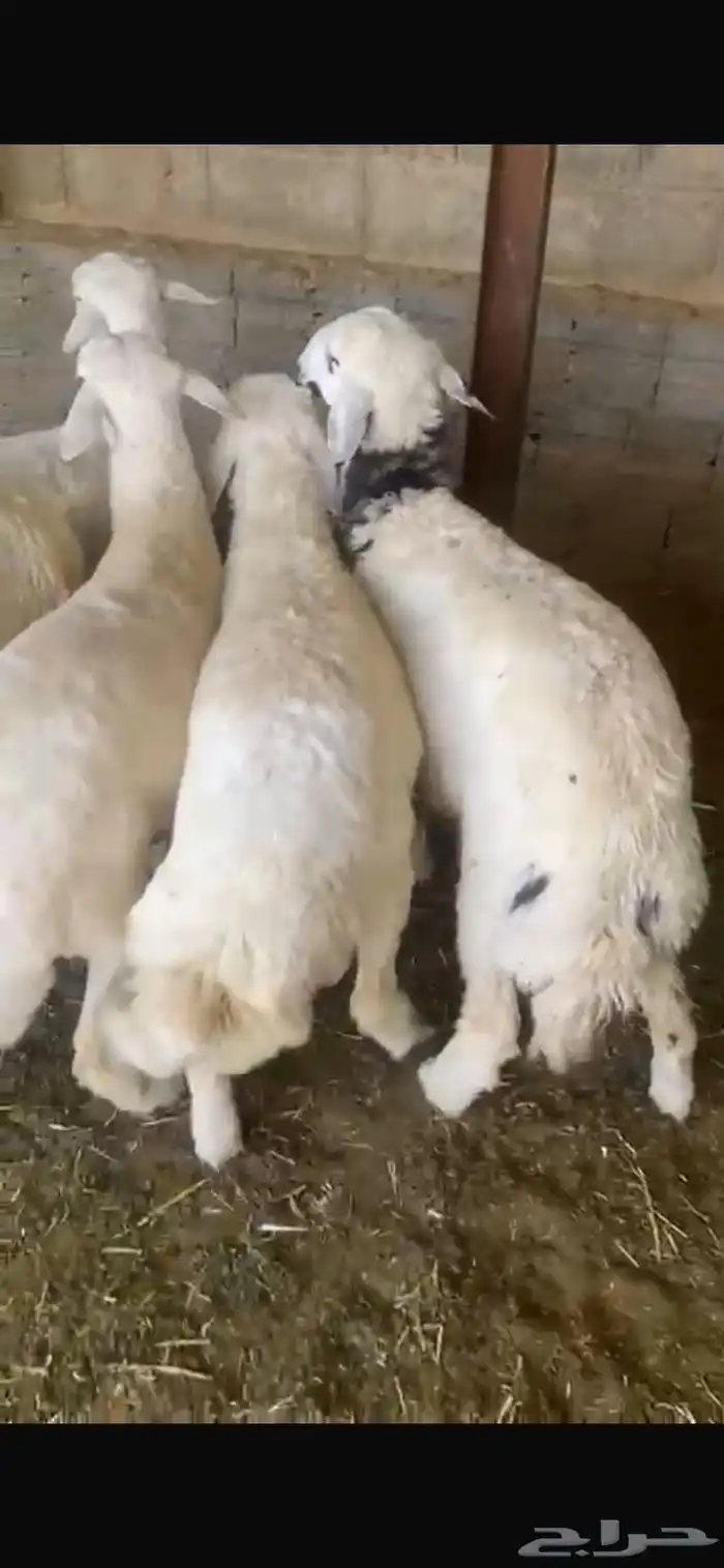 حريات ضحايا طيبات والموقع حريملاء 3