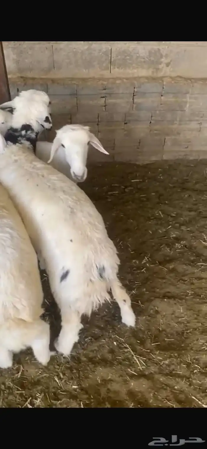 حريات ضحايا طيبات والموقع حريملاء 1