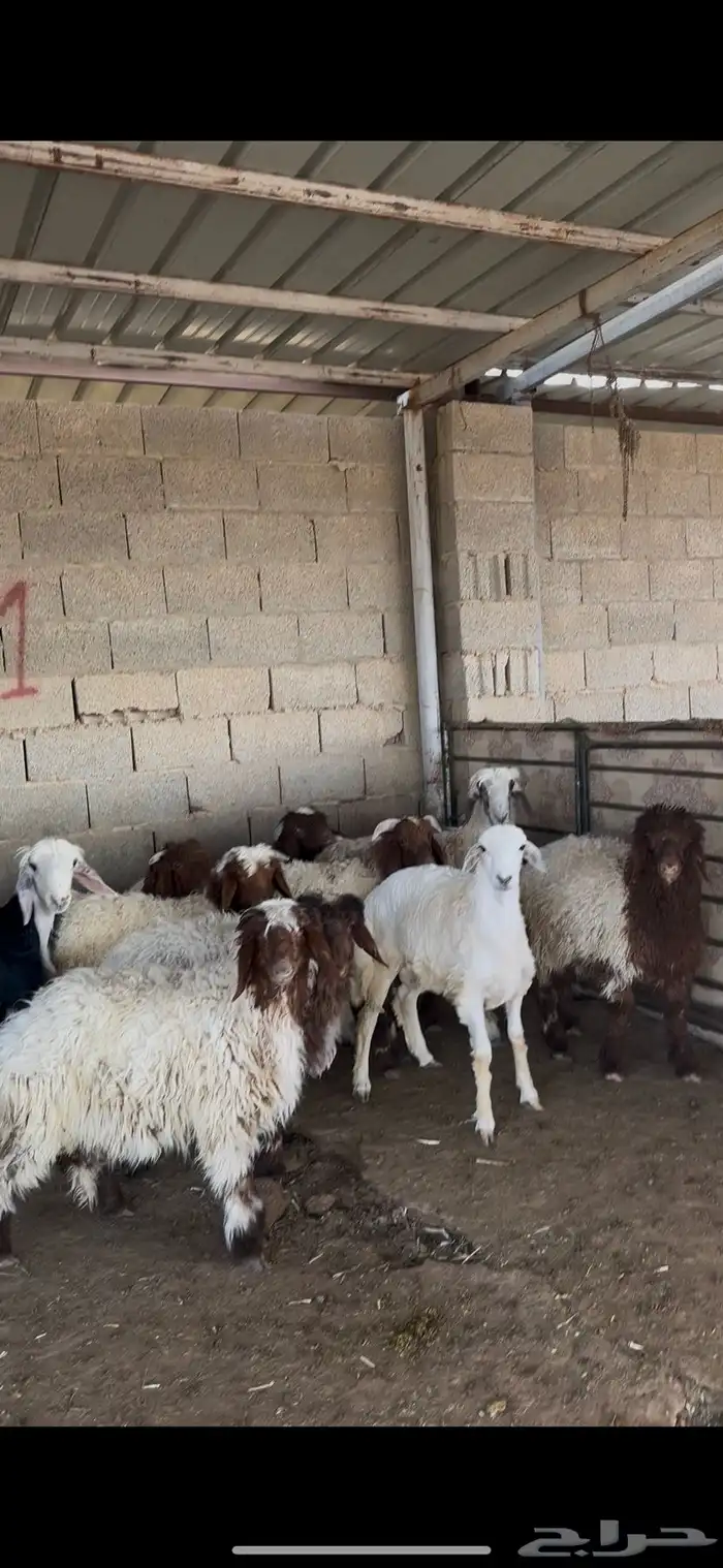 ذبايح حري نعيمي نجدي الخرج 6