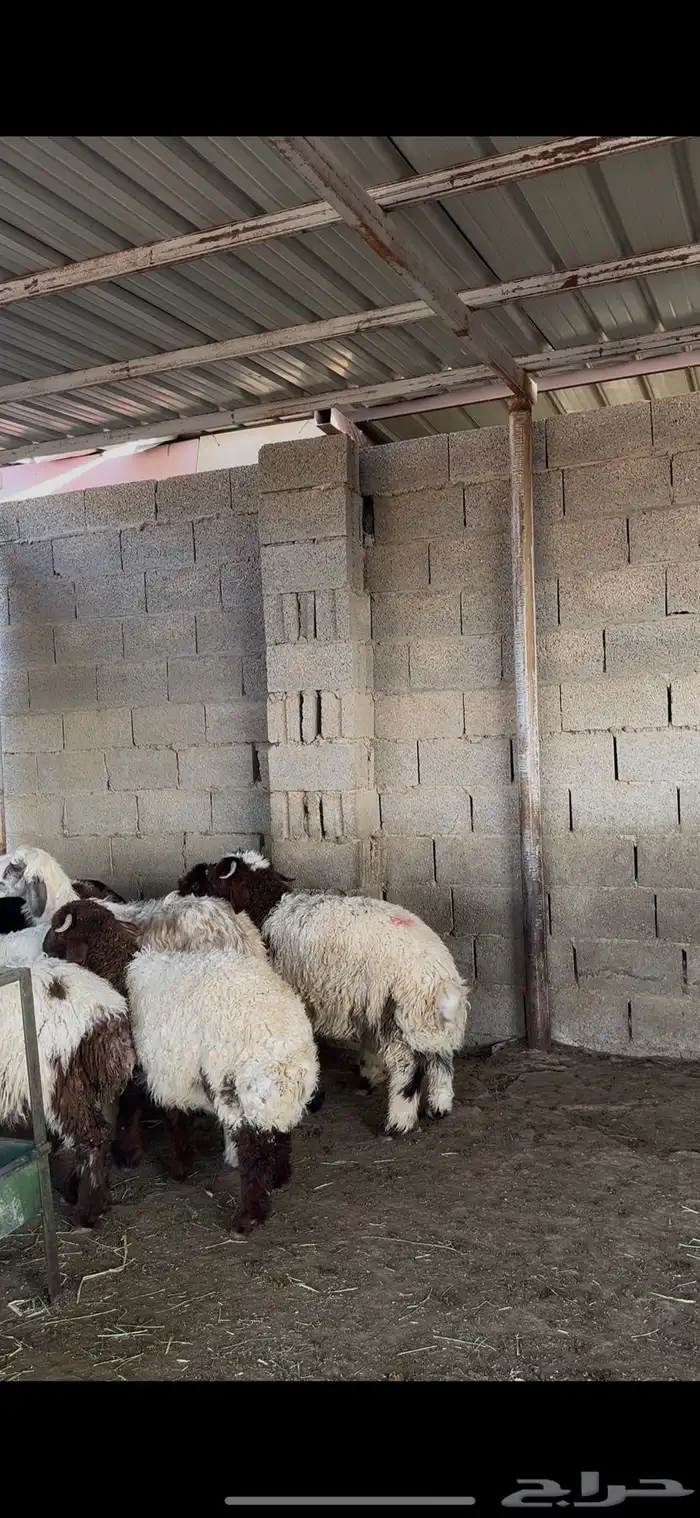ذبايح حري نعيمي نجدي الخرج 4