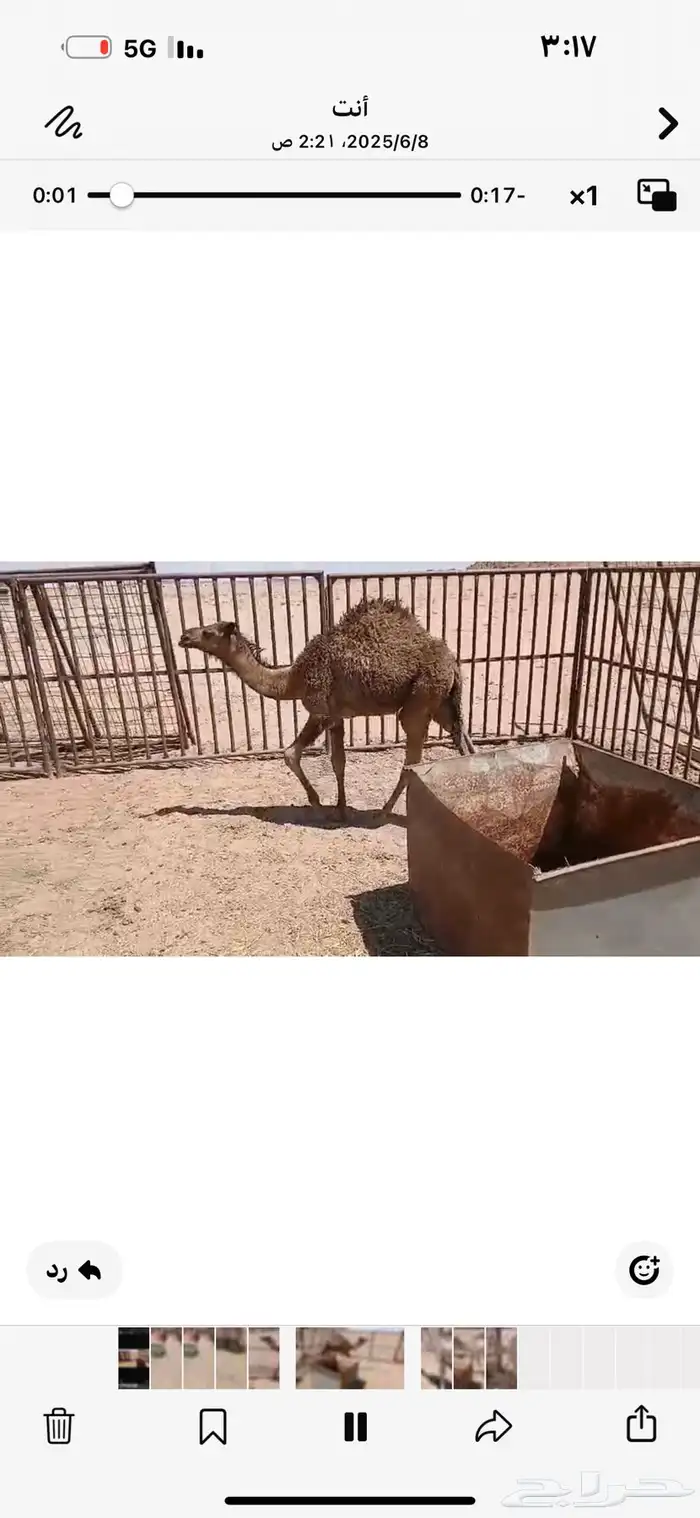 للبيع حشو اثنين عمار خمس اشهر طيبات ومغلقات شحم 6