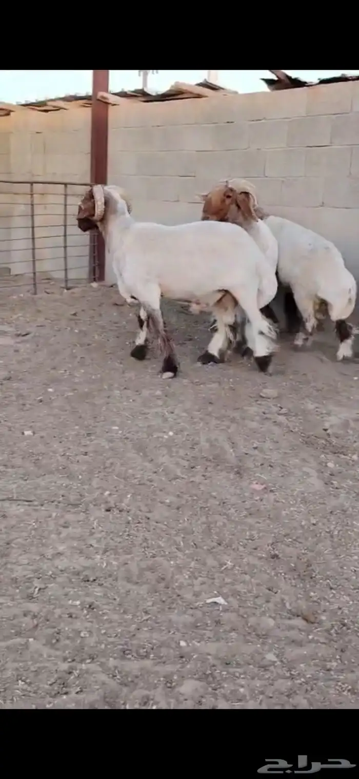 فحول أنعيم لللبييع 2