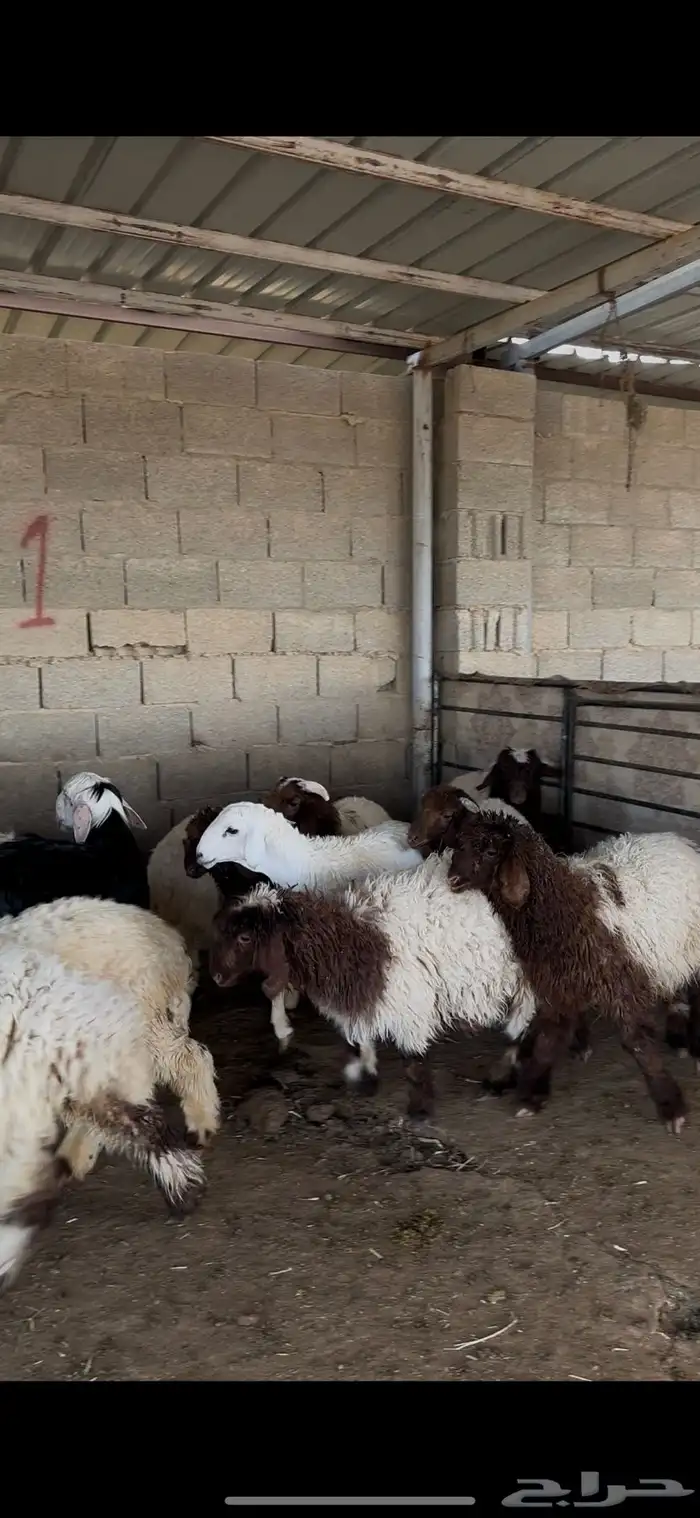 ذبايح حري نعيمي نجدي الخرج 2