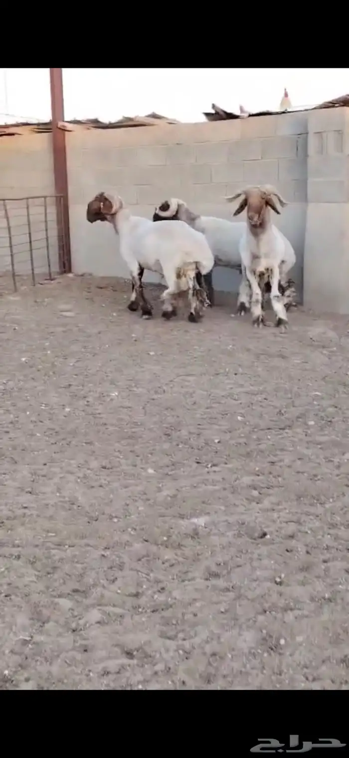 فحول أنعيم لللبييع 1