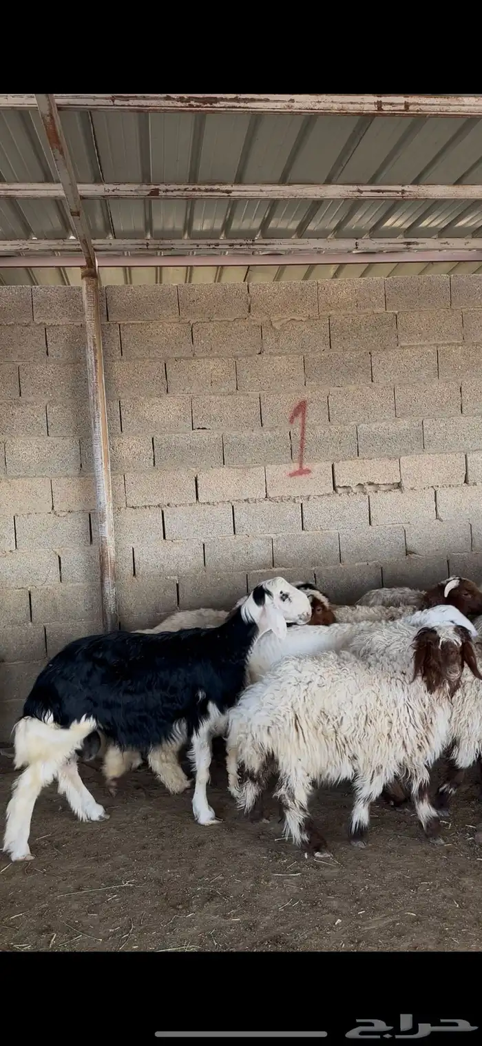 ذبايح حري نعيمي نجدي الخرج 7