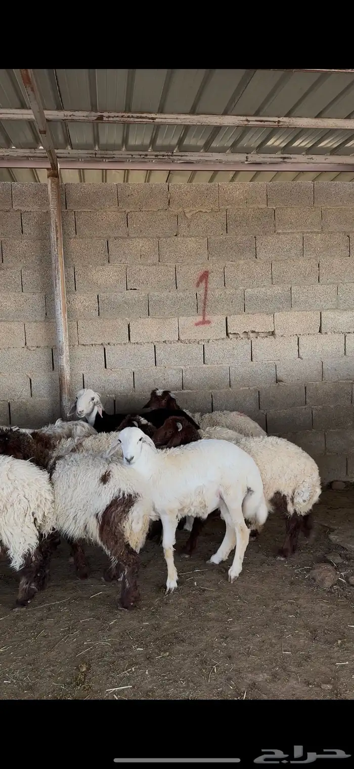 ذبايح حري نعيمي نجدي الخرج 0