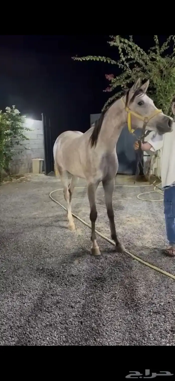 مهرة شعبيه فاخره 0
