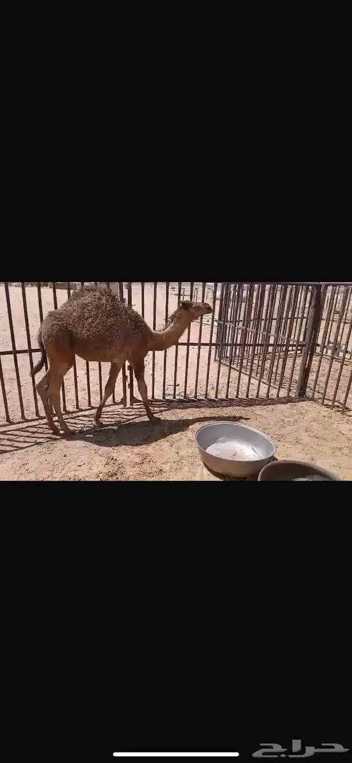 للبيع حشو اثنين عمار خمس اشهر طيبات ومغلقات شحم 8