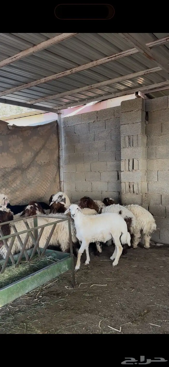 ذبايح حري نعيمي نجدي الخرج 8
