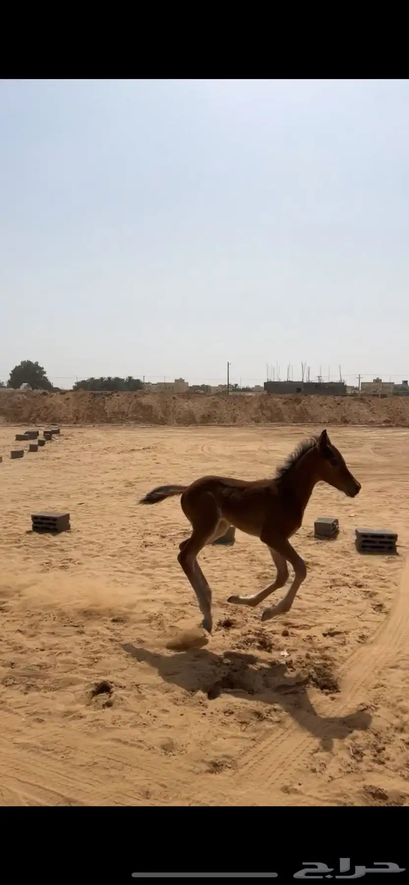 مهر شعبي صحته كفو وله مستقبل 0