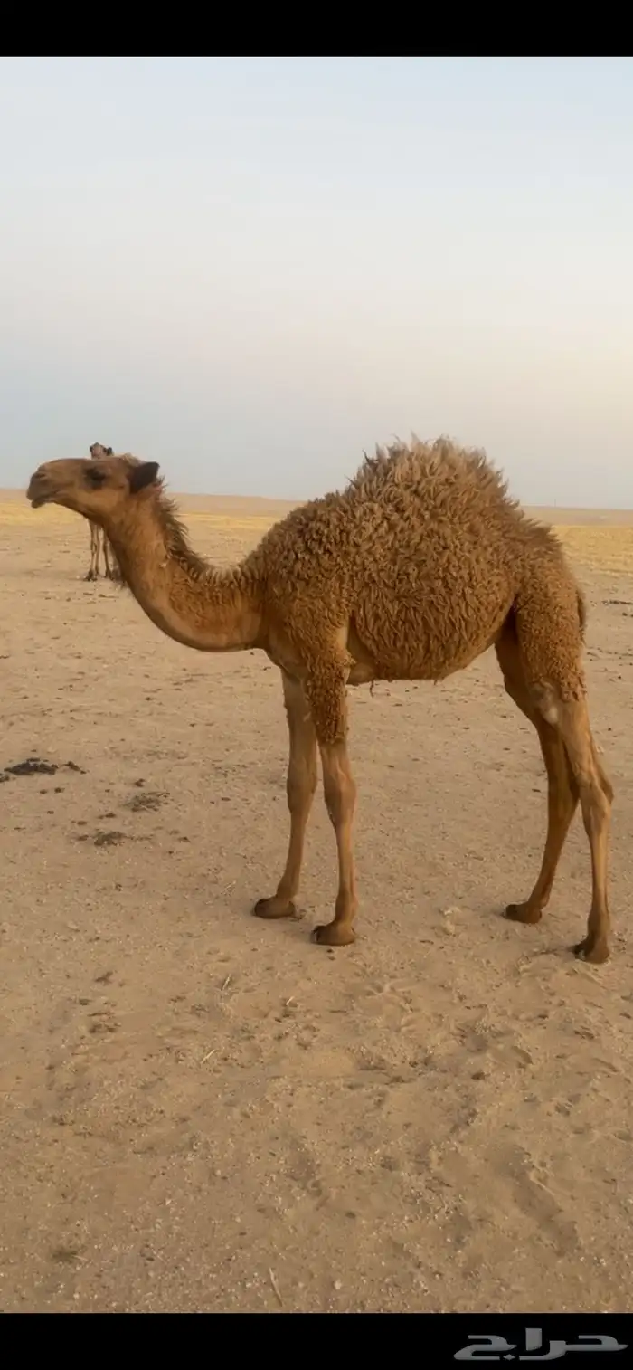 بكره شعلا كفو 2