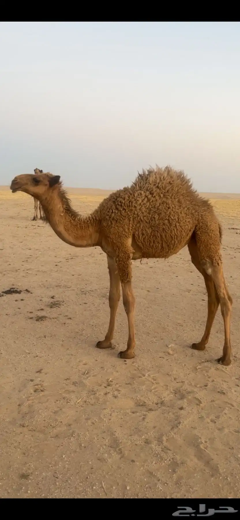 بكره شعلا كفو 2