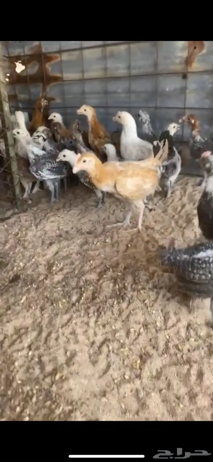 صيصان بلدي للبيع 2