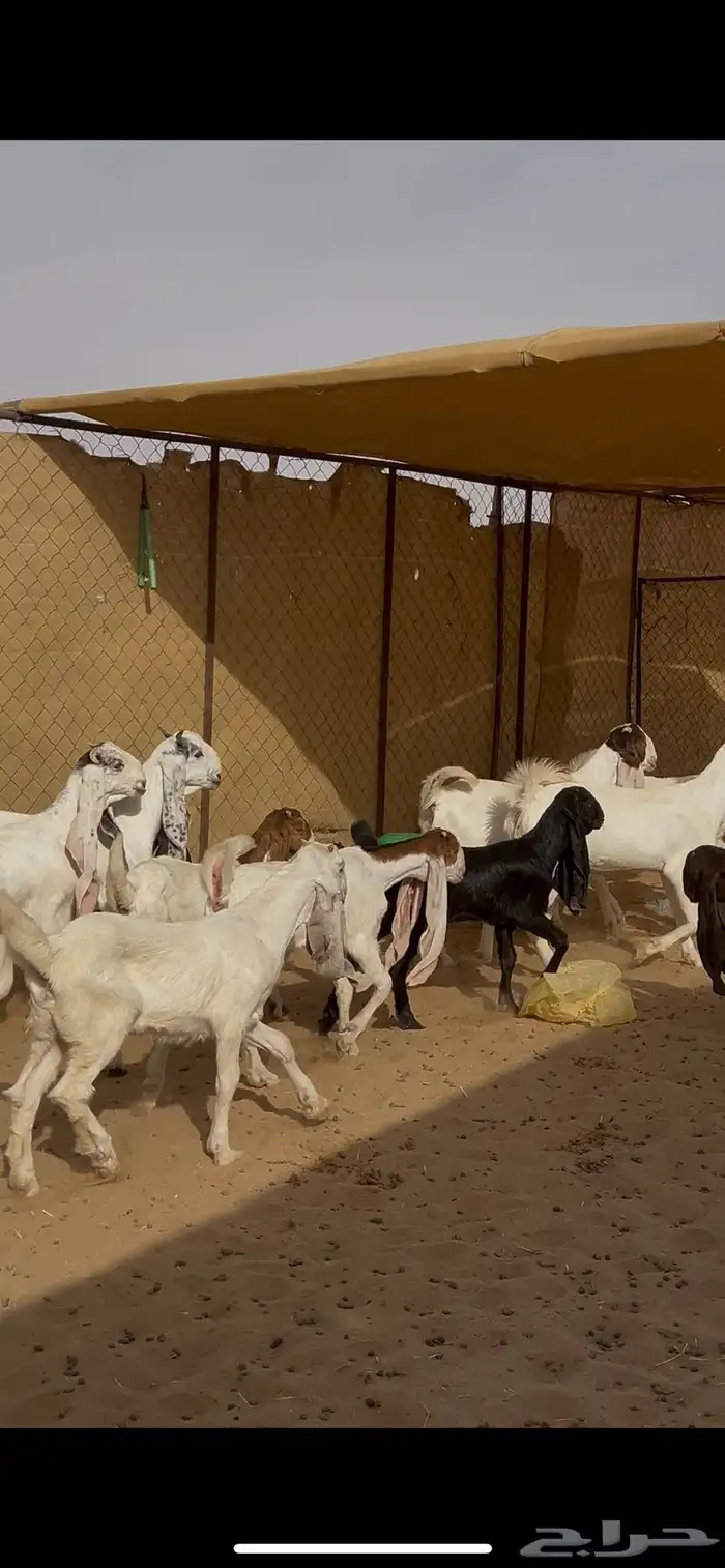 معزا هولنديه صنف مراح واحد 23