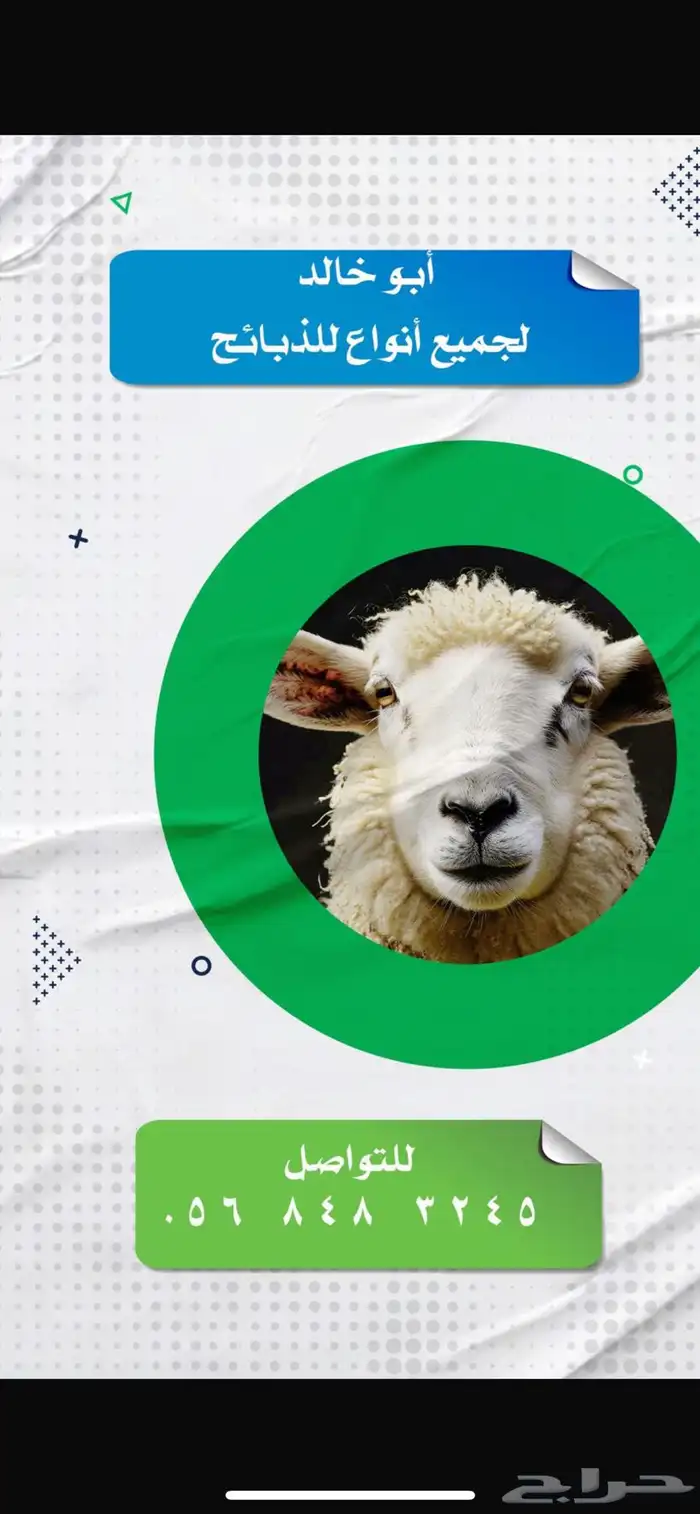 سواكني حمري تربيه 1