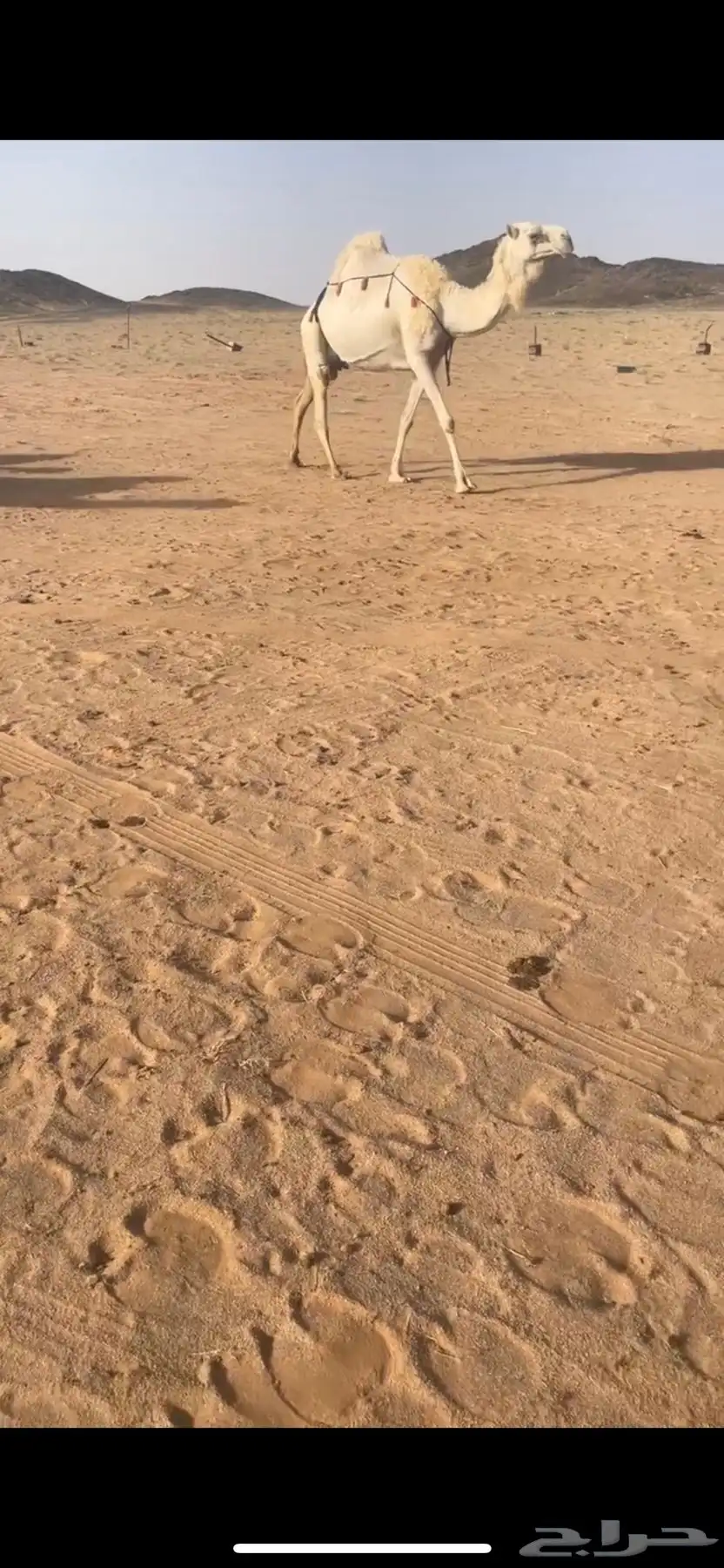 خلفه وضحى 2
