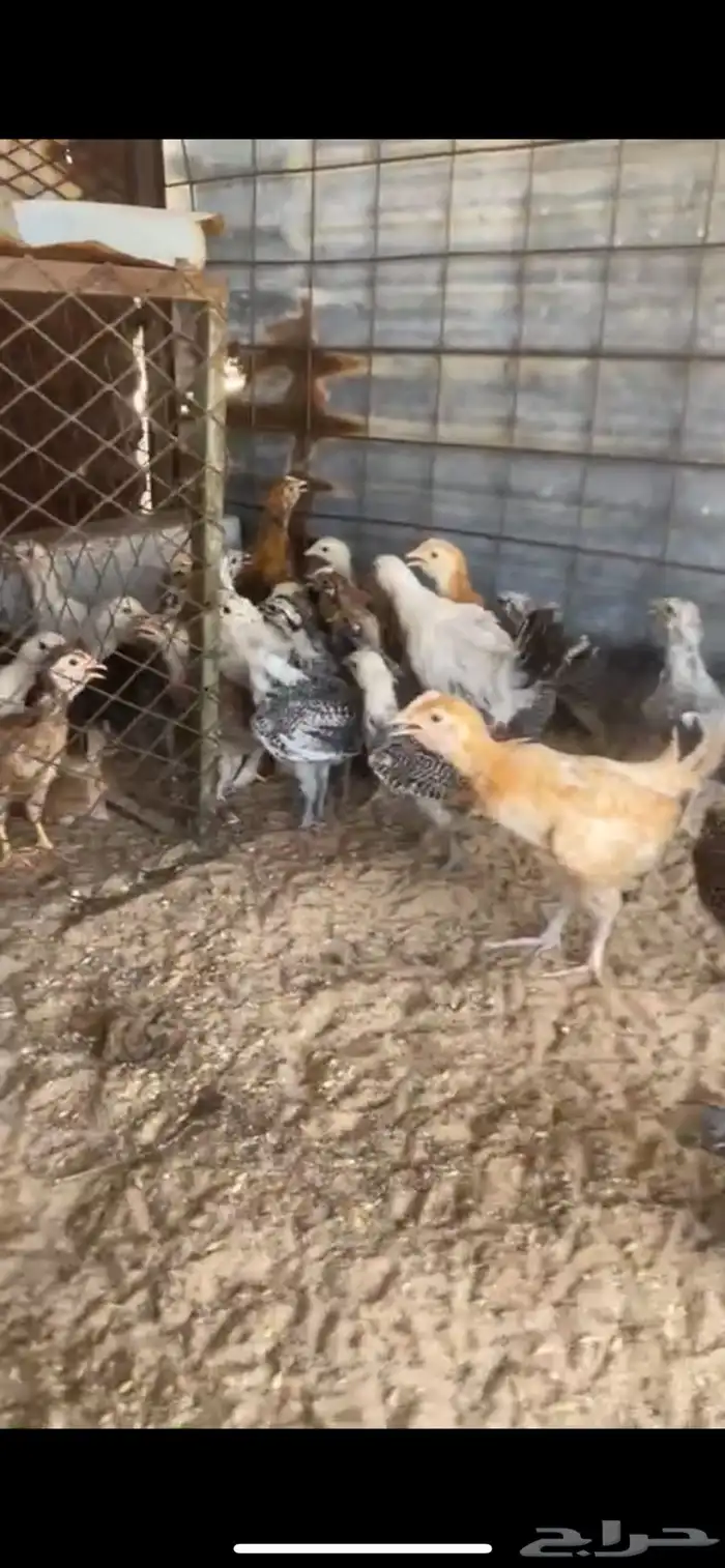صيصان بلدي للبيع 1