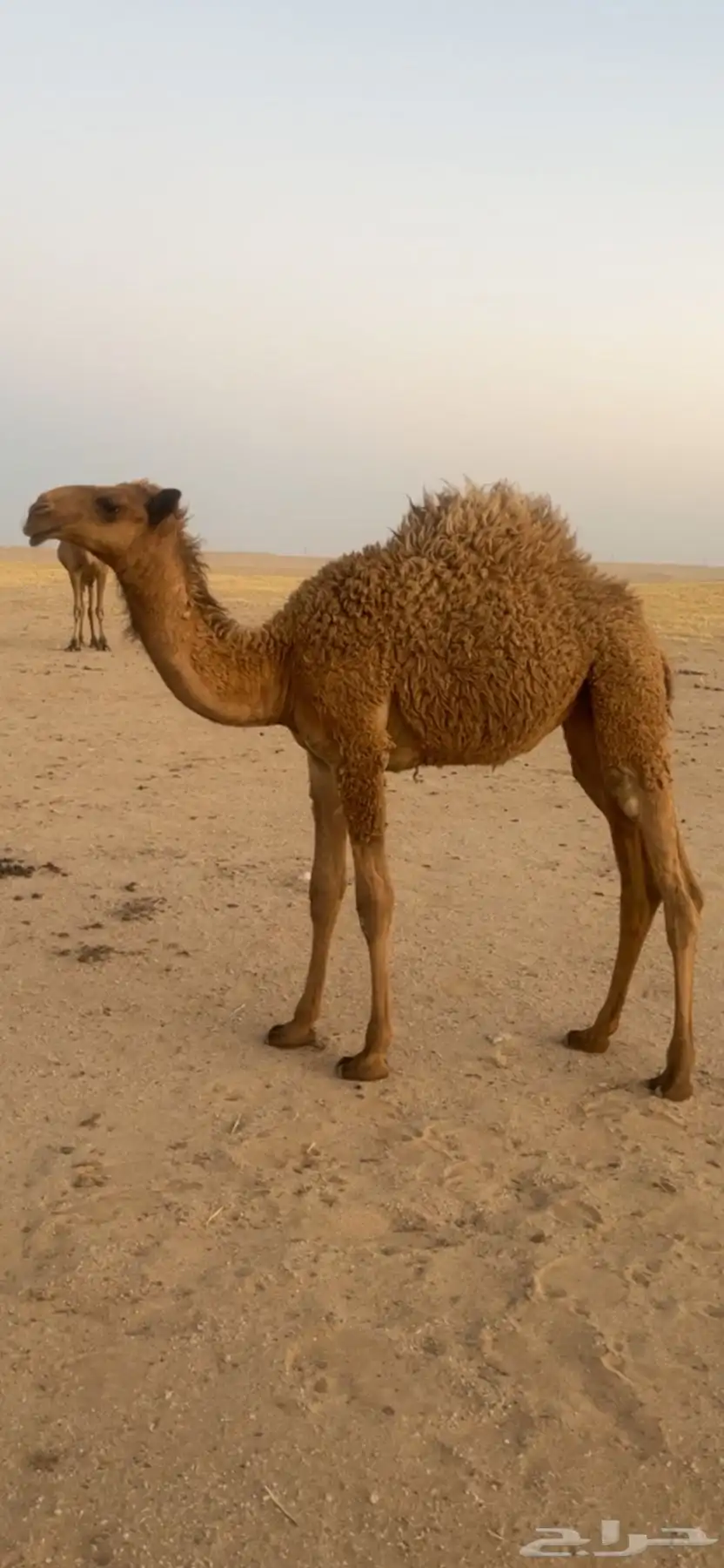 بكره شعلا كفو 1