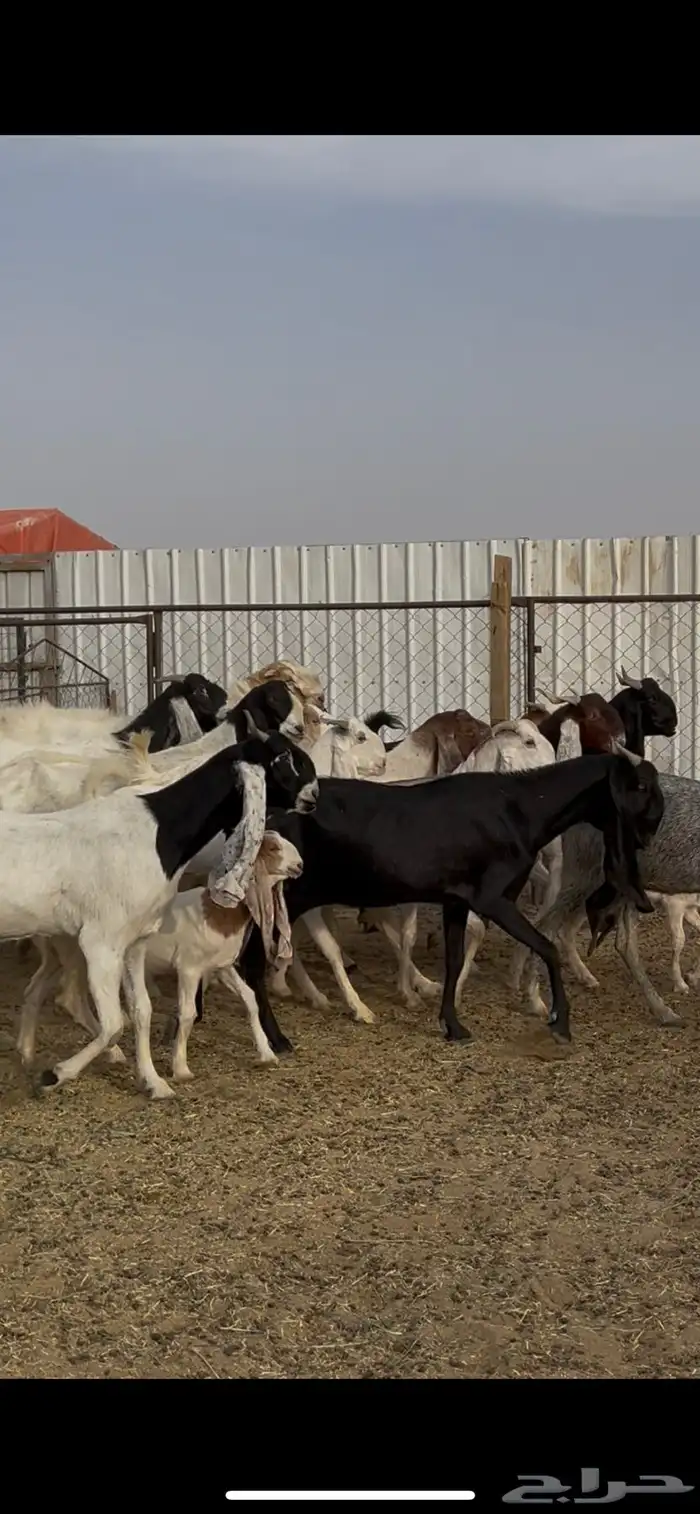 معزا هولنديه صنف مراح واحد 19