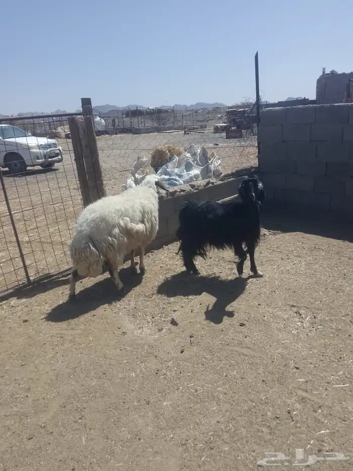 عنز حايل ونعجة حايل 4