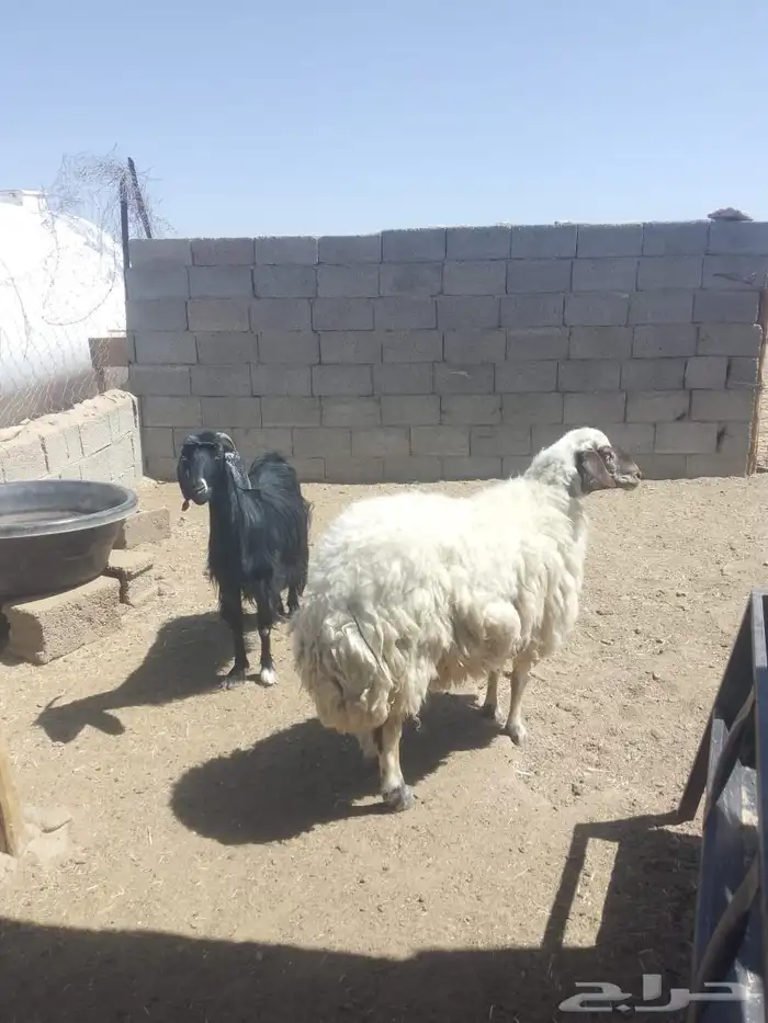 عنز حايل ونعجة حايل 6
