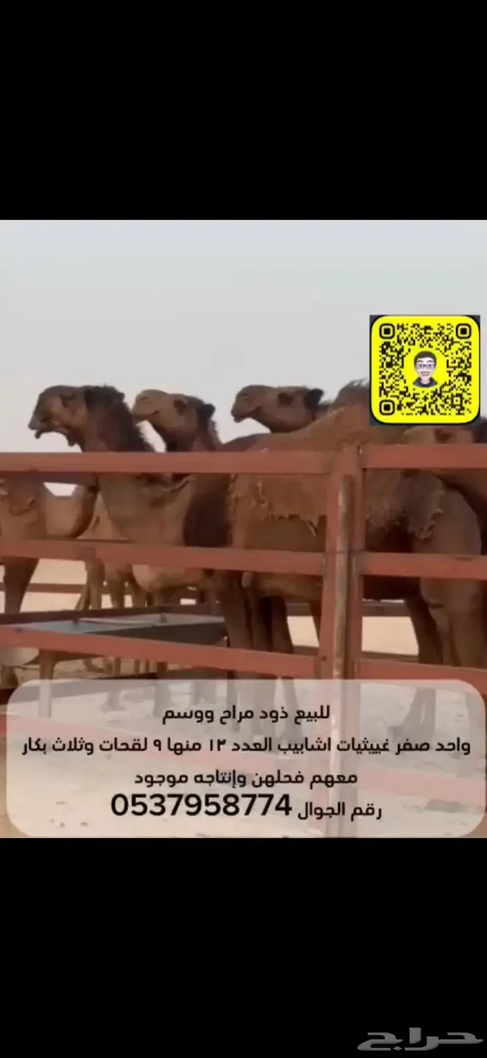 ابل ذود صفر 0