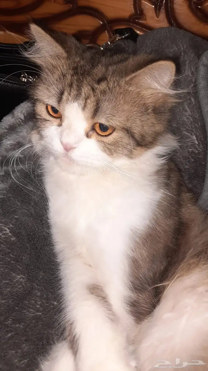 قط ضايع في مخطط 5 اللي يلقاه بالله يتواصل معي 0