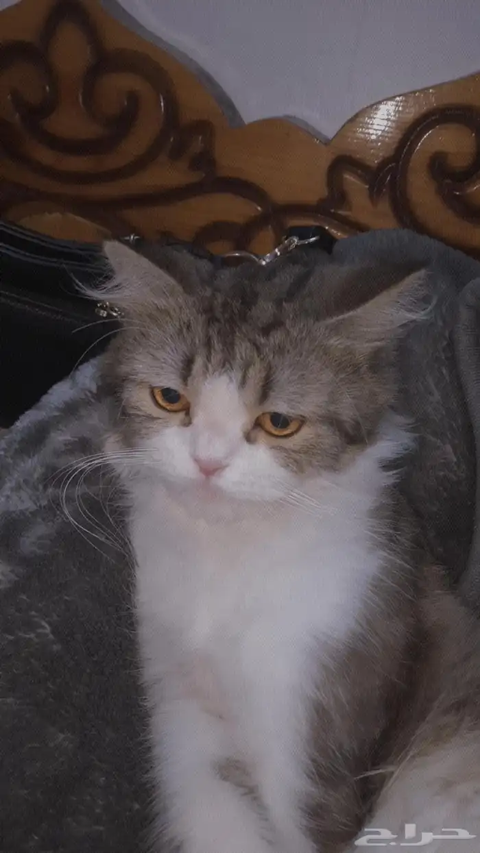 قط ضايع في مخطط 5 اللي يلقاه بالله يتواصل معي 3