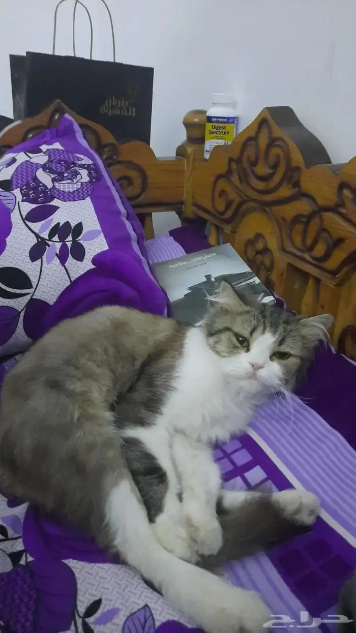 قط ضايع في مخطط 5 اللي يلقاه بالله يتواصل معي 2