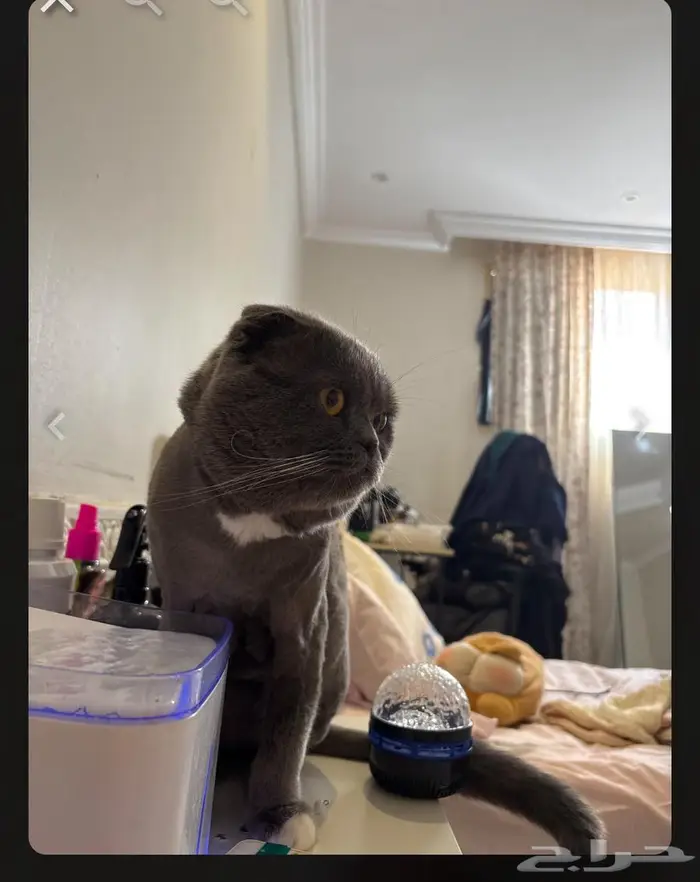 قط ذكر للتزاوج 2